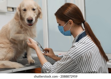 Professional Groomer Cutting Fur Of Cute Dog With Scissors In Pet Beauty Salon