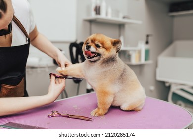 Professional groomer cutting Pomeranian dog's fur with scissors at grooming salon.