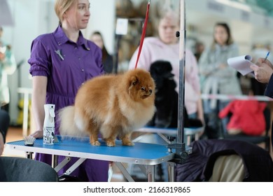 A Professional Groomer Demonstrates His Work After A Pomeranian Haircut.