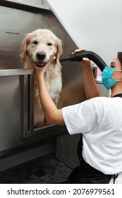 Professional Groomer Drying Fur Of Cute Dog After Washing In Pet Beauty Salon