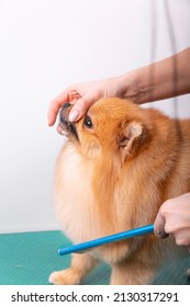 Professional Groomer Takes Care Of Orange Pomeranian Spitz In Animal Beauty Salon. Grooming Salon Worker Combs The Wool On Decorative Toy Dog Chest In Close Up. Specialist Works With Special Brush.