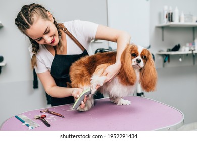 Professional groomer trimming Cavalier King Charles Spaniel's fur at grooming salon.