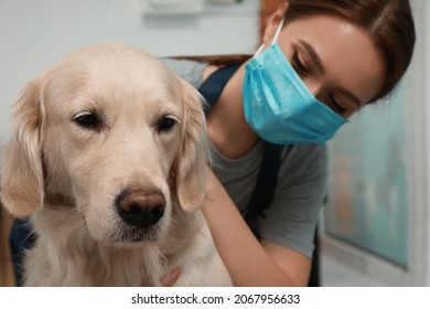 Professional Groomer Working With Cute Dog In Pet Beauty Salon