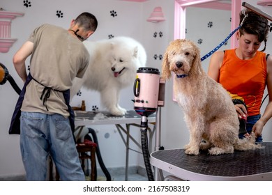 Professional groomers giving a treatment to a white poodle and a Siberian Samoyed on grooming tables in a beauty salon for dogs. - Shutterstock ID 2167508319