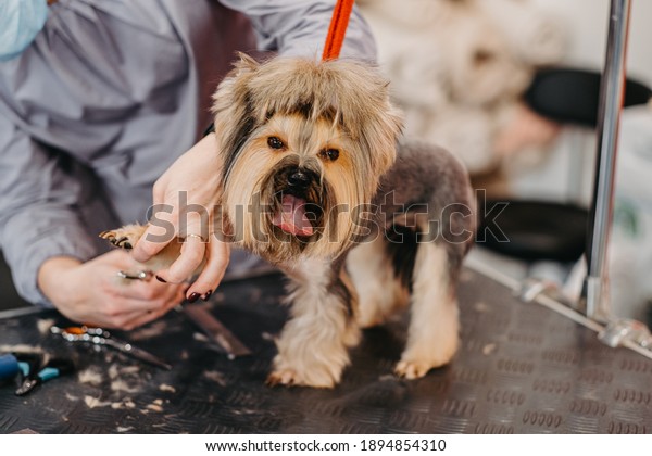 Professional haircut and dog care Yorkshire\
Terrier in the grooming\
salon.