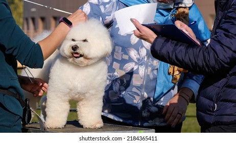 Professional Judges Inspect And Describe The Bichon Frise Dog At The Dog Show.