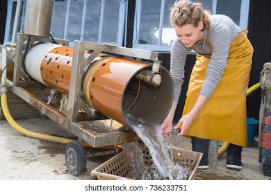 A Professional Lady Oyster Shucker