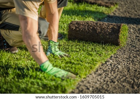 Professional Landscaper Lay Natural Grass Turfs. Natural Grass Installation. Gardening Industry Theme.