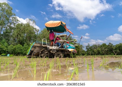 678 Seedy plants Images, Stock Photos & Vectors | Shutterstock