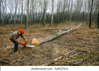 伐採 森林