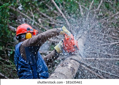 Professional Lumberjack Cutting a big Tree in the Forest during the Winter