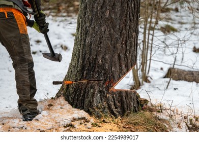 A professional lumberjack cutting down a dangerous tree near a public road. Poland. - Shutterstock ID 2254989017