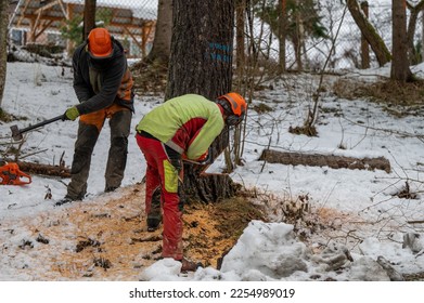 A professional lumberjack cutting down a dangerous tree near a public road. Poland. - Shutterstock ID 2254989019