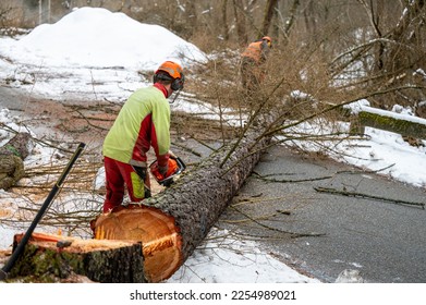 A professional lumberjack cutting down a dangerous tree near a public road. Poland. - Shutterstock ID 2254989021