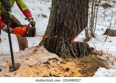 A professional lumberjack cutting down a dangerous tree near a public road. Poland. - Shutterstock ID 2254989027