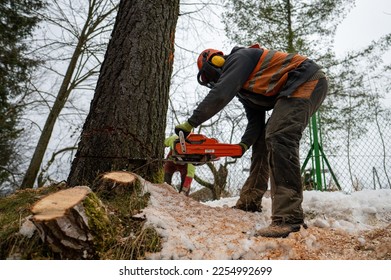 A professional lumberjack cutting down a dangerous tree near a public road. Poland. - Shutterstock ID 2254992699