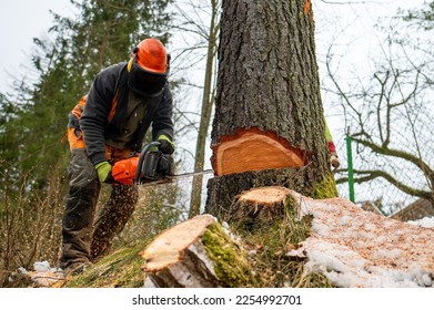 A professional lumberjack cutting down a dangerous tree near a public road. Poland. - Shutterstock ID 2254992701