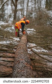 A professional lumberjack cutting down a dangerous tree near a public road. Poland. - Shutterstock ID 2254992703