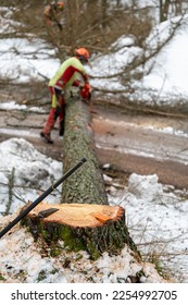 A professional lumberjack cutting down a dangerous tree near a public road. Poland. - Shutterstock ID 2254992705