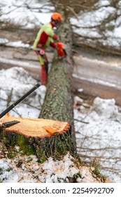 A professional lumberjack cutting down a dangerous tree near a public road. Poland. - Shutterstock ID 2254992709