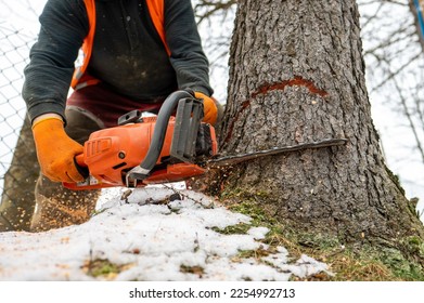 A professional lumberjack cutting down a dangerous tree near a public road. Poland. - Shutterstock ID 2254992713
