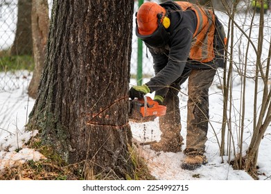 A professional lumberjack cutting down a dangerous tree near a public road. Poland. - Shutterstock ID 2254992715