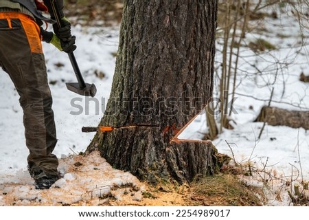 A professional lumberjack cutting down a dangerous tree near a public road. Poland.