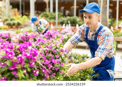 Professional male floriculturist caring potted plants on display stands in sunlit garden center outdoors, inspecting lush blooming magenta bougainvillea - Powered by Shutterstock