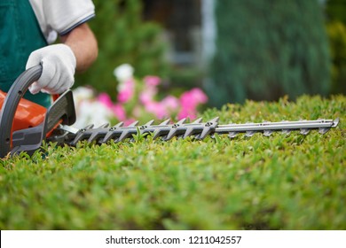 Professional Male Gardener, Wearing In Special Overalls With Protective Glove Working With Professional Garden Equipment In Backyard. Hedge Trimmer Cutting Bushes To Ideal Fence. Gardening Concept.