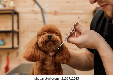 Professional male groomer making haircut of poodle teacup dog at grooming salon with professional equipment  - Shutterstock ID 2180912845
