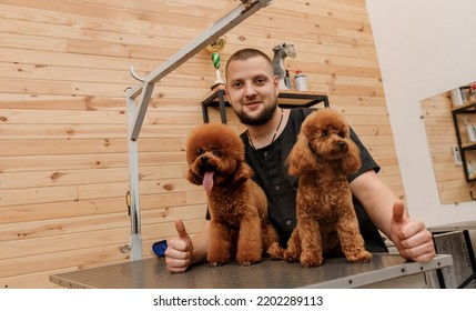 Professional Male Groomer With Poodle Teacup Dog On His Workplace In Grooming Salon For Pet