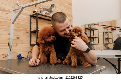 Professional Male Groomer With Poodle Teacup Dog On His Workplace In Grooming Salon For Pet