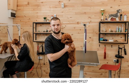 Professional Male Groomer With Poodle Teacup Dog On His Workplace In Grooming Salon For Pet