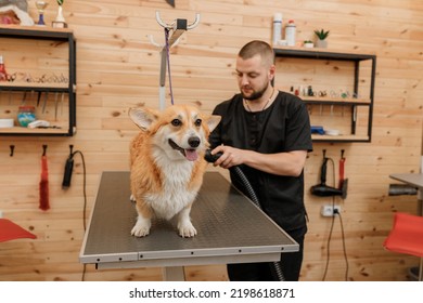 Professional male pet groomer dry Welsh Corgi Pembroke dog fur with a hair dryer after washing in beautician salon. Grooming concept - Shutterstock ID 2198618871