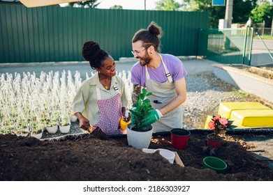 Professional Multiracial Colleagues Gardeners Working With Ground While Transplanting Flower Pot Plants At The Table In A Plant Nursery. Beautiful Diverse Couple Working Together In A Plant Nursery.