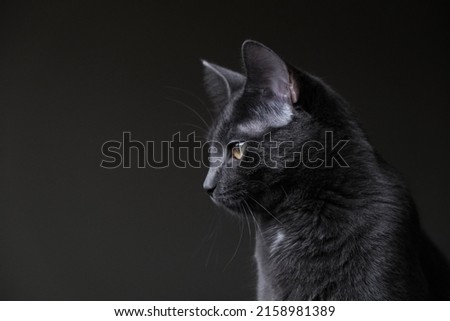 Professional pictures of beautiful grey kitten. Perfect for backgrounds or articles that need a soft, fluffy, cute cat or cuddly pet.