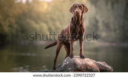 professional portrait of a weimaraner dog close to a lake, his 2 front legs on a rock
