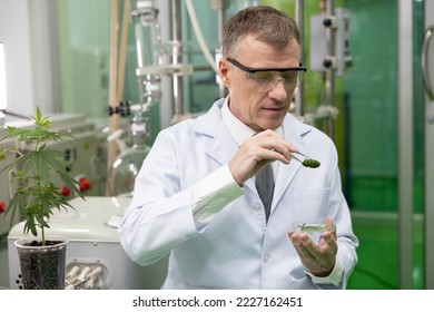 Professional researcher checking, testing, analyze cannabis briquette to improve quality in alternative medicine treatments together at indoor greenhouse. Concept alternative medicine.