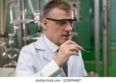 Professional researcher checking, testing, analyze cannabis briquette to improve quality in alternative medicine treatments together at indoor greenhouse. Concept alternative medicine.