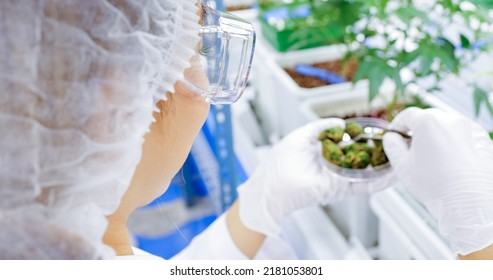 Professional Researcher Holding Cannabis Bud For Checking In The Cannabis Indoor Farm, Medicine Business, Agricultural Industry For Medical