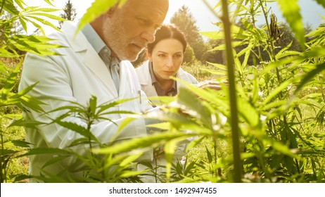 Professional researchers working in a hemp field, they are checking plants, alternative medicine and cannabis concept