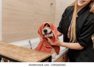 Professional Skilled Groomer Carefully Wiping With A Towel After Bathing Funny Welsh Corgi Pembroke Dog In Bath, Before Grooming Procedure