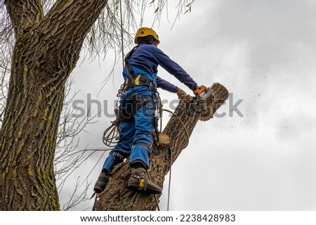 professional standing and cutting, arborist pruning, removing a log safely. tree surgeon working using old chainsaw falling, standing multiple ropes, equipment. autumn cloudy sky