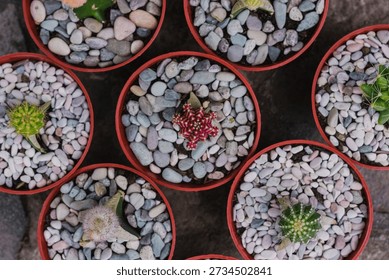 A professional top-down shot of assorted mini cacti in brown pots, featuring a pink Moon Cactus (Gymnocalycium) and other green varieties decorated with white and grey pebbles on a stone surface.