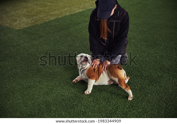 Professional trainer massaging a quiet dog after\
a training session