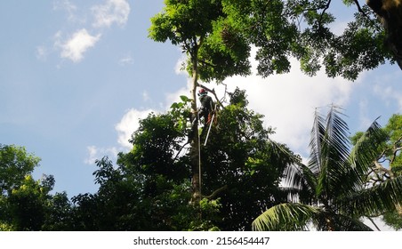 A Professional Tree Climber Carries Out Manual Pruning Works On A Tree Crown Using A Long Pruner.