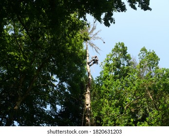 Professional Tree Climber In The Dry Spruce