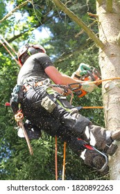 Professional Tree Climber In The Dry Spruce