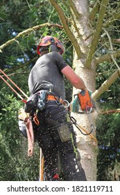 Professional Tree Climber In The Dry Spruce