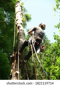 Professional Tree Climber In The Dry Spruce